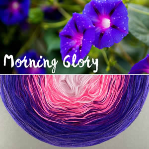 Morning Glory